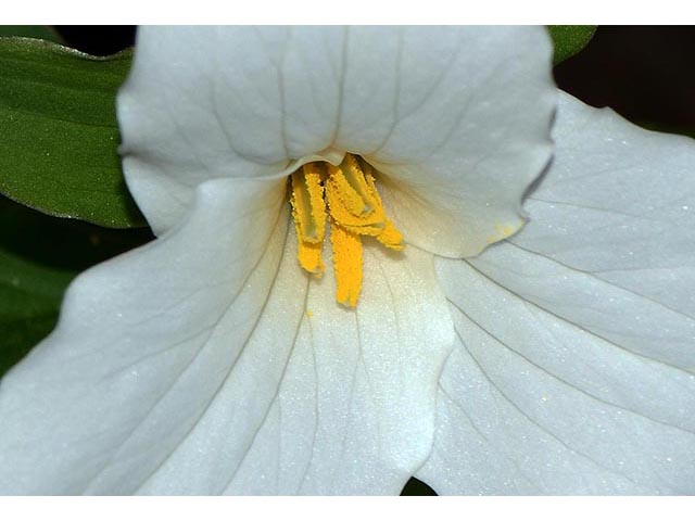 Trillium grandiflorum (White wake-robin) #75657