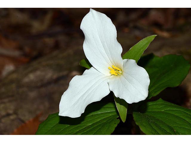 Trillium grandiflorum (White wake-robin) #75658