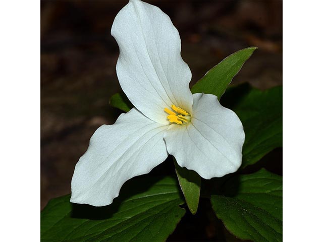 Trillium grandiflorum (White wake-robin) #75659