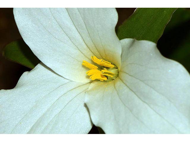 Trillium grandiflorum (White wake-robin) #75660