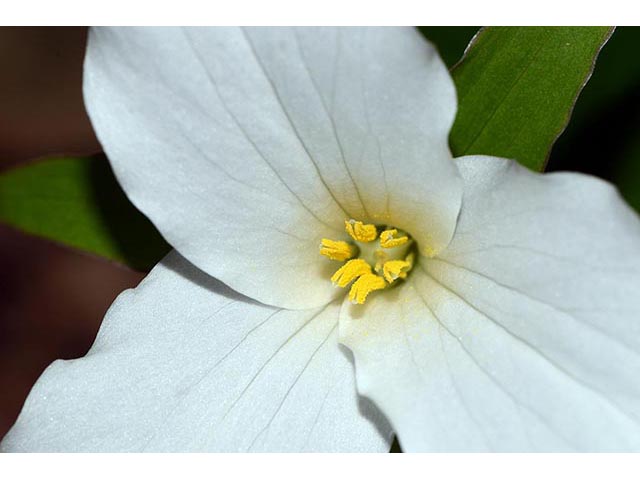 Trillium grandiflorum (White wake-robin) #75661