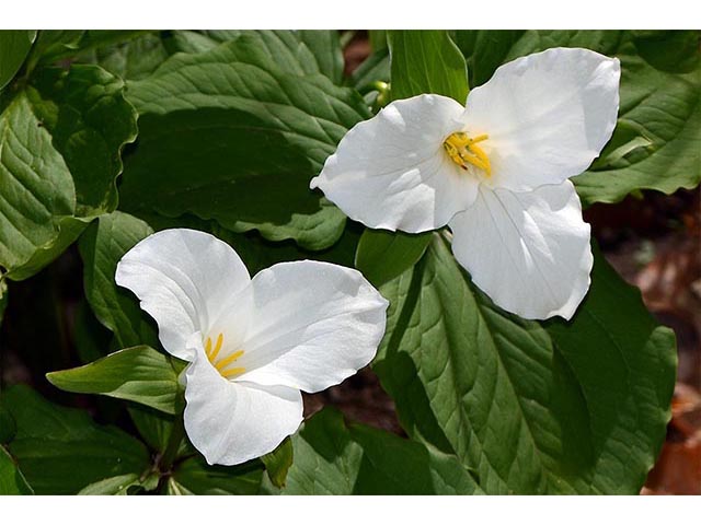 Trillium grandiflorum (White wake-robin) #75666