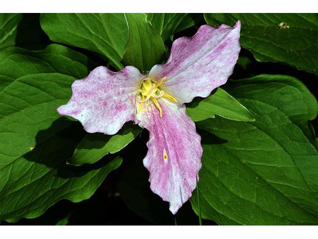 Trillium grandiflorum (White wake-robin) #75667