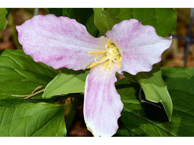 Trillium grandiflorum (White wake-robin) #75668