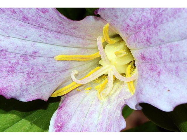 Trillium grandiflorum (White wake-robin) #75669