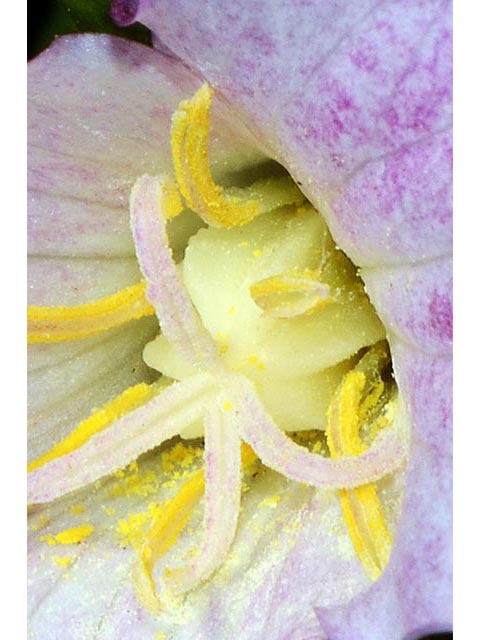 Trillium grandiflorum (White wake-robin) #75670