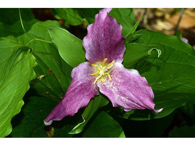 Trillium grandiflorum (White wake-robin) #75671