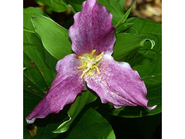 Trillium grandiflorum (White wake-robin) #75672