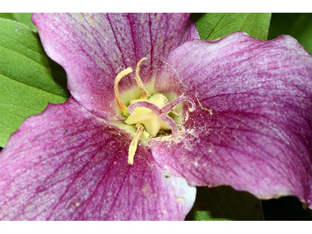 Trillium grandiflorum (White wake-robin) #75674