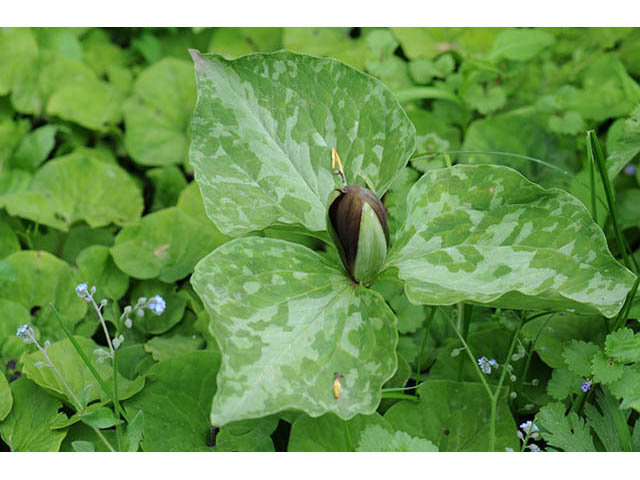 Trillium sessile (Toadshade) #75678