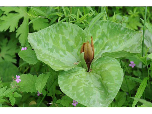 Trillium sessile (Toadshade) #75679