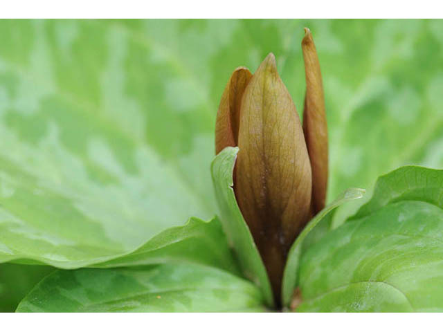 Trillium sessile (Toadshade) #75681