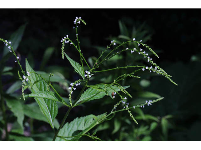 Verbena urticifolia var. urticifolia (White vervain) #75745