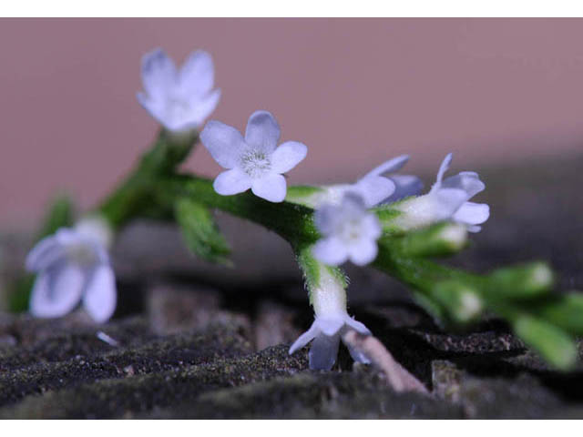 Verbena urticifolia (White vervain) #75751