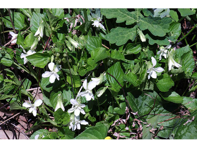 Viola blanda (Sweet white violet) #75753