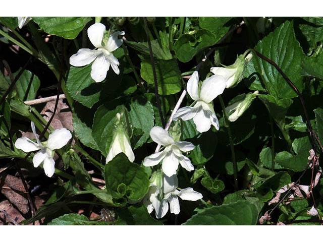 Viola blanda (Sweet white violet) #75754