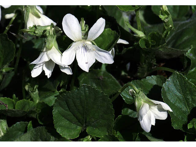 Viola blanda (Sweet white violet) #75755