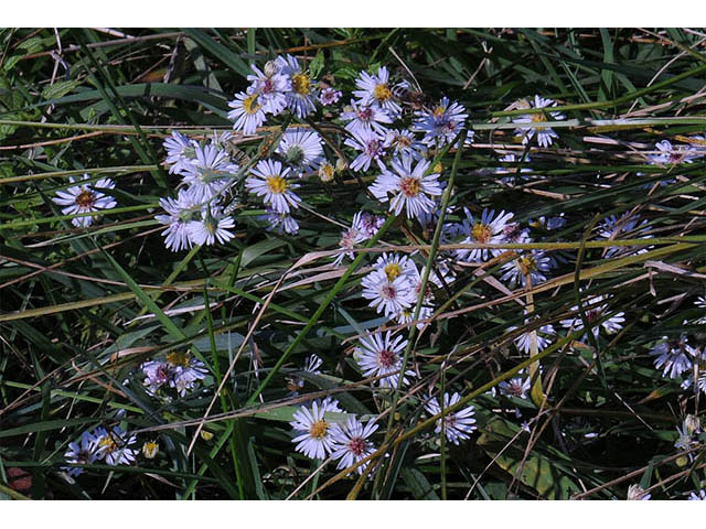 Symphyotrichum pilosum var. pilosum (Hairy white oldfield aster) #75968