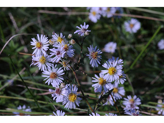 Symphyotrichum pilosum var. pilosum (Hairy white oldfield aster) #75970