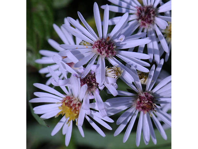 Symphyotrichum pilosum var. pilosum (Hairy white oldfield aster) #75973