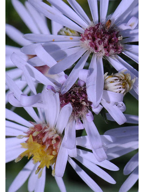 Symphyotrichum pilosum var. pilosum (Hairy white oldfield aster) #75974