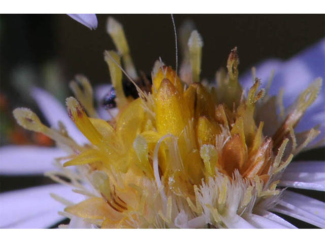 Symphyotrichum pilosum var. pilosum (Hairy white oldfield aster) #75977