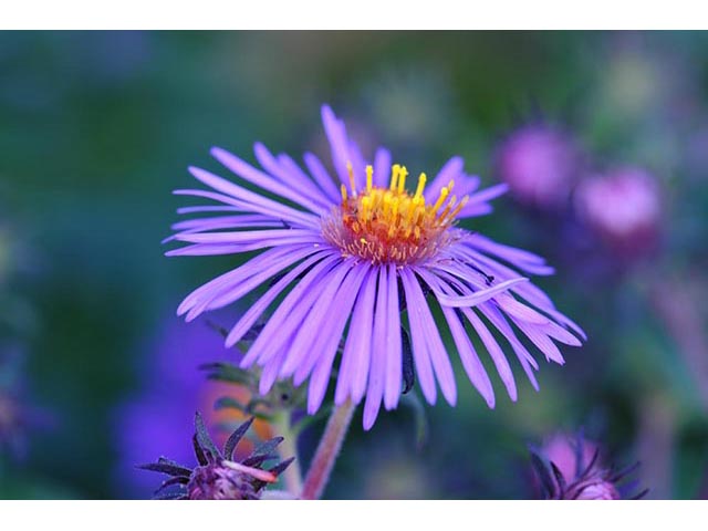 Symphyotrichum pilosum var. pilosum (Hairy white oldfield aster) #75978