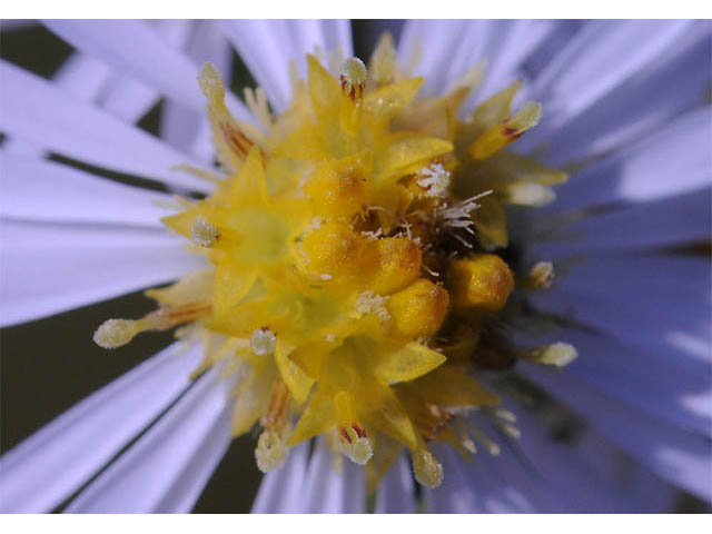 Symphyotrichum pilosum var. pilosum (Hairy white oldfield aster) #75979