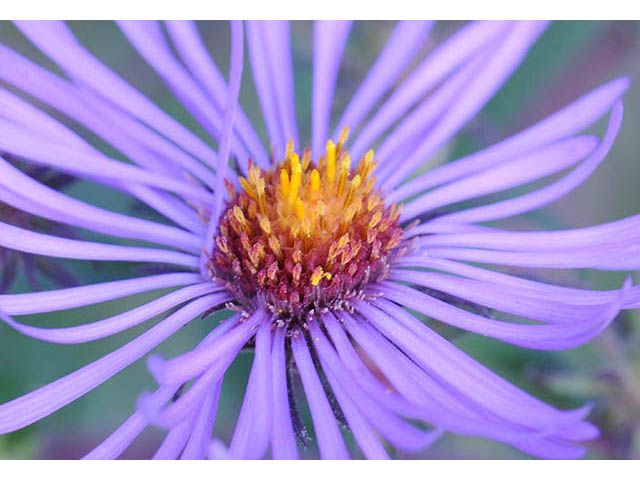 Symphyotrichum pilosum var. pilosum (Hairy white oldfield aster) #75980