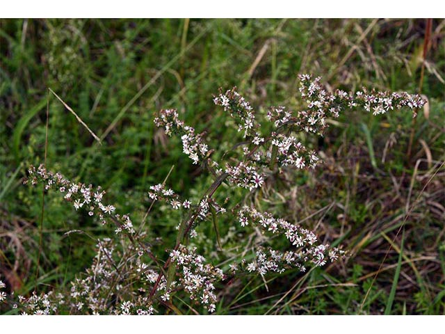 Symphyotrichum lateriflorum (Calico aster) #75981