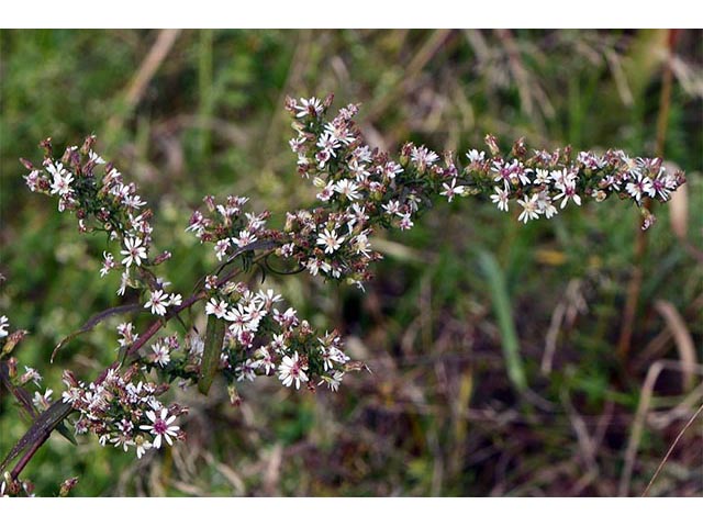 Symphyotrichum lateriflorum (Calico aster) #75982