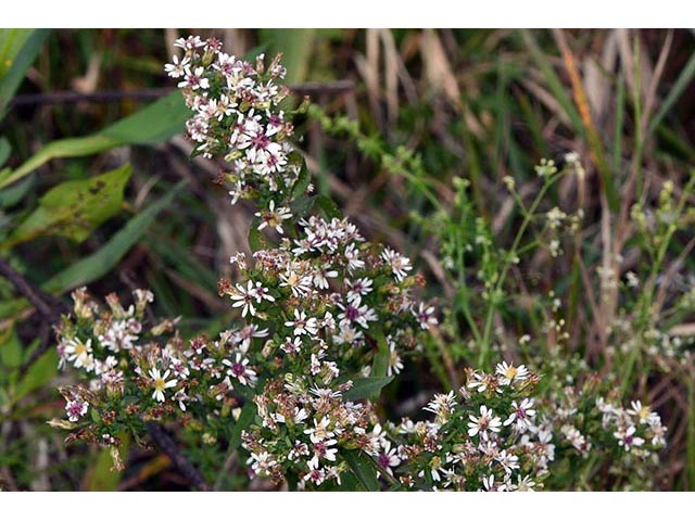 Symphyotrichum lateriflorum (Calico aster) #75983