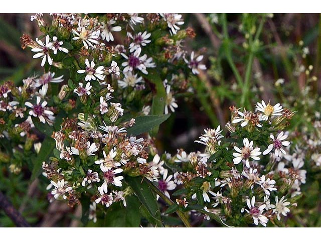 Symphyotrichum lateriflorum (Calico aster) #75984