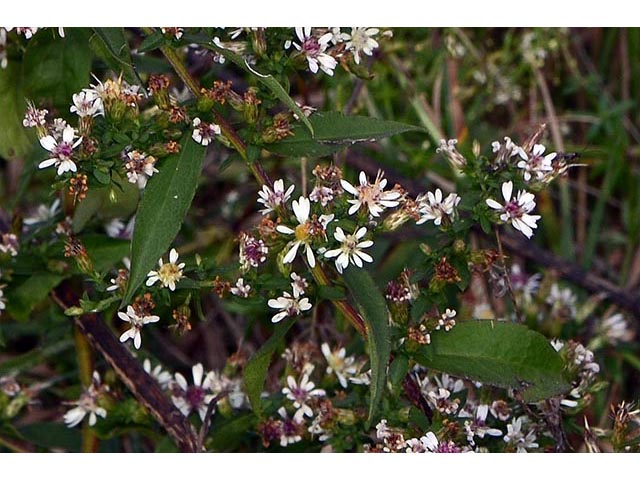 Symphyotrichum lateriflorum (Calico aster) #75985