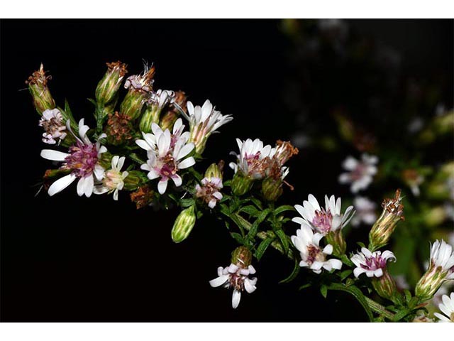 Symphyotrichum lateriflorum (Calico aster) #75986