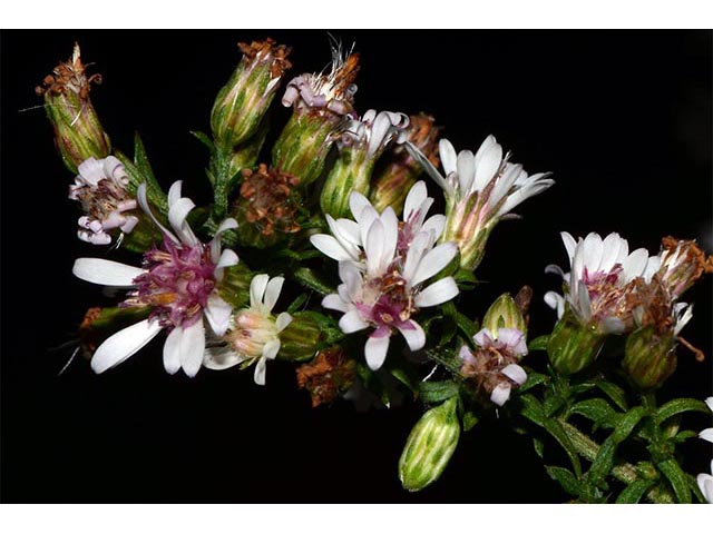 Symphyotrichum lateriflorum (Calico aster) #75987