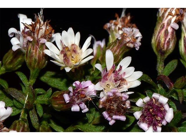 Symphyotrichum lateriflorum (Calico aster) #75989