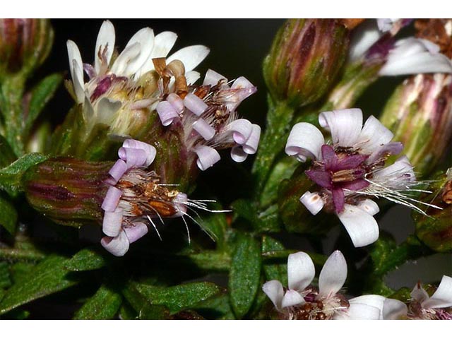 Symphyotrichum lateriflorum (Calico aster) #75990