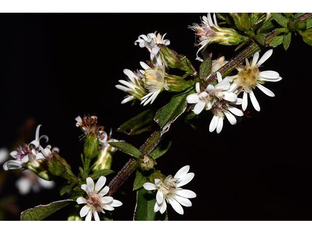 Symphyotrichum lateriflorum (Calico aster) #75991