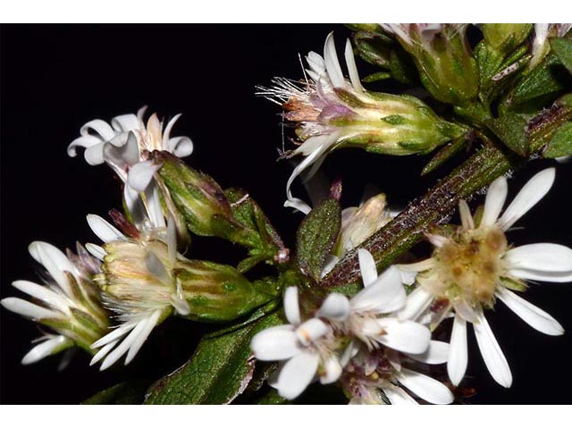 Symphyotrichum lateriflorum (Calico aster) #75992