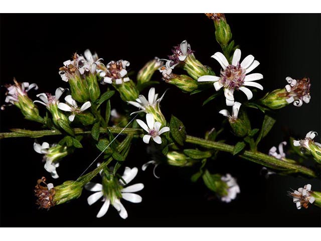 Symphyotrichum lateriflorum (Calico aster) #75993