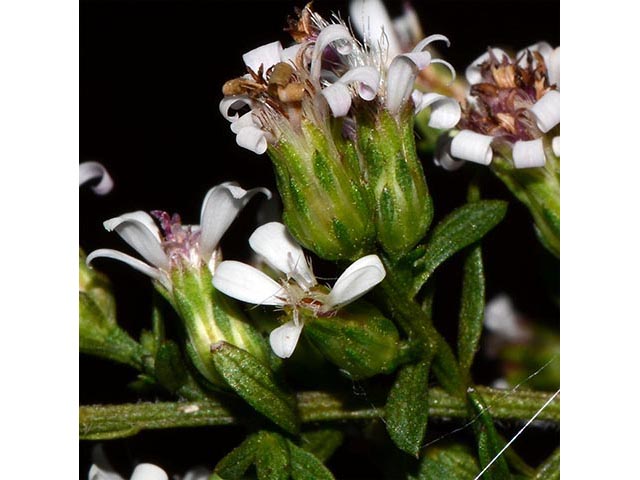 Symphyotrichum lateriflorum (Calico aster) #75994