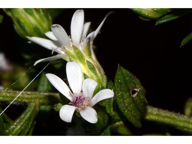 Symphyotrichum lateriflorum (Calico aster) #75995