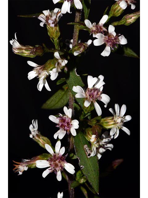 Symphyotrichum lateriflorum (Calico aster) #75996