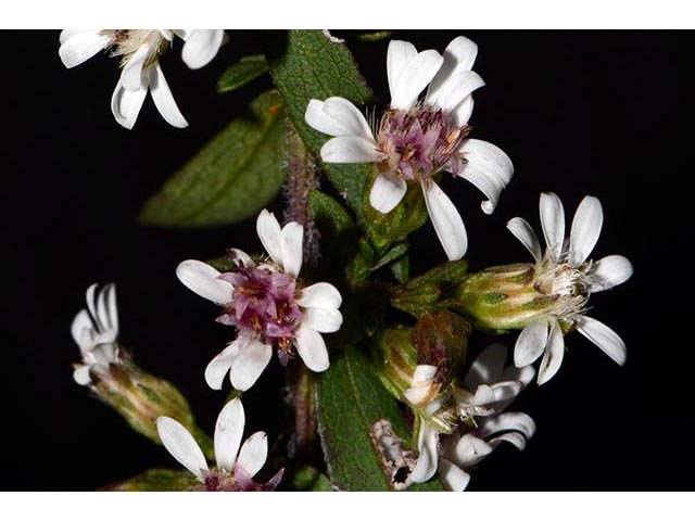 Symphyotrichum lateriflorum (Calico aster) #75997