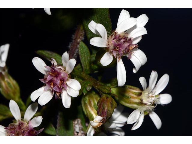 Symphyotrichum lateriflorum (Calico aster) #75998