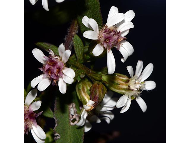 Symphyotrichum lateriflorum (Calico aster) #75999