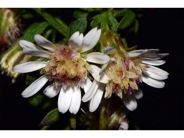 Symphyotrichum lateriflorum (Calico aster) #76000