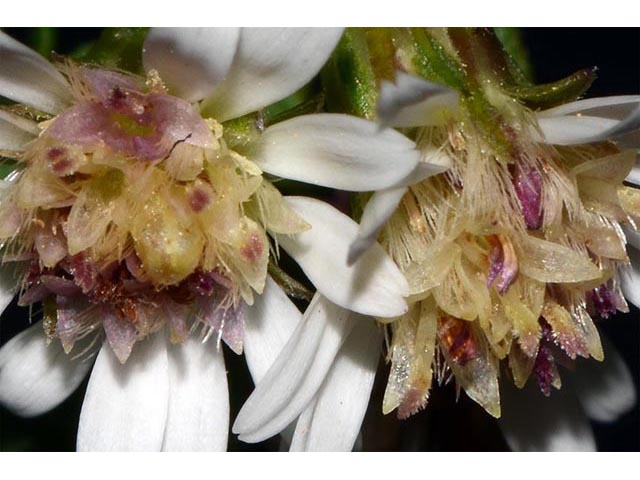 Symphyotrichum lateriflorum (Calico aster) #76001