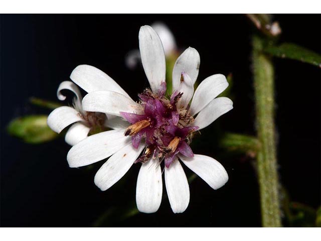 Symphyotrichum lateriflorum (Calico aster) #76002